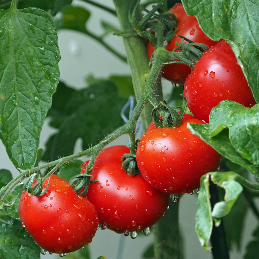 TOMATE CHONTO